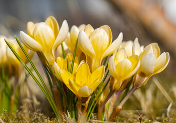 Fototapeta premium Blomming Yellow Crocus In The Forest. Spring concept