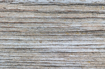 Old grey wood background. Copy space. 