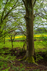 tree in the forest