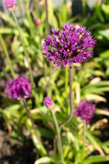 Fototapeta premium Onion bulb flower (Allium) rises in the garden