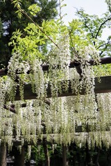 日本の白色の美しい藤の花