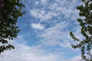 Obraz premium grass, green, nature, plant, spring, field, garden, agriculture, vegetable, growth, leaf, onion, fresh, lawn, summer, food, forest, ground, texture, natural, soil, farm, plants, organic, leaves