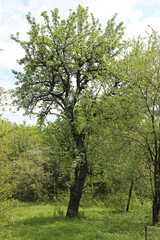 grass, green, nature, plant, spring, field, garden, agriculture, vegetable, growth, leaf, onion, fresh, lawn, summer, food, forest, ground, texture, natural, soil, farm, plants, organic, leaves