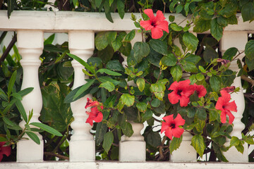 Fototapeta na wymiar Red hibiscus flower growing near column fence