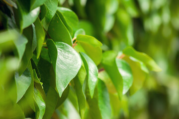 Green leaves background, natural texture