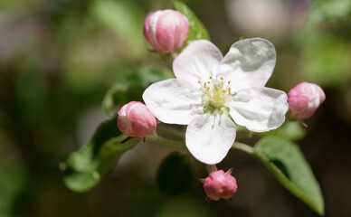 Fototapeta na wymiar Blooming apple closeup, first flower open