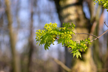 Acer platanoides Norway maple tree branches in bloom, springtime bright color green yellow flowering plant