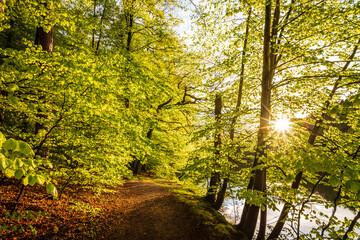 Obraz premium trees in the park and a sunburst