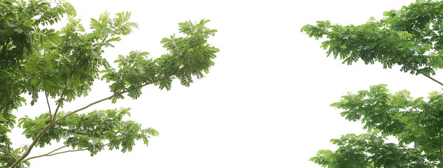 leaves leaf on white background.