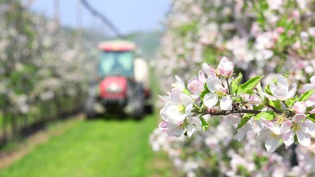 Spraying flowering apple orchard to protect against disease and insects. Apple flowering tree spraying with a tractor and agricultural machinery in springtime, slow motion