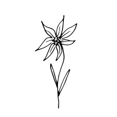 Vector Flower. Illustration for postcards and invitations. Drawing for printing. Doodle.