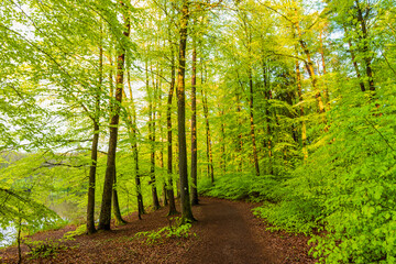 footpath in the forest