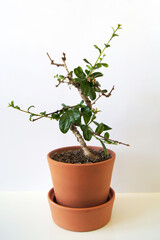 Bonsai Carmona microphylla, Bonsai tree a beautiful indoor plant. green home decor.