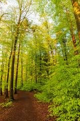 footpath in the forest