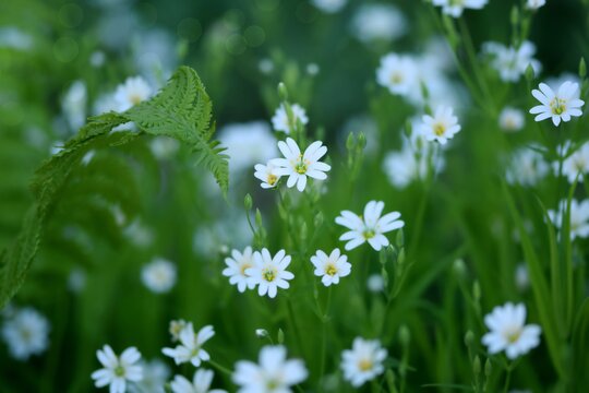 Greater starwort, beauty of fragile, white spring flowers, green nature image