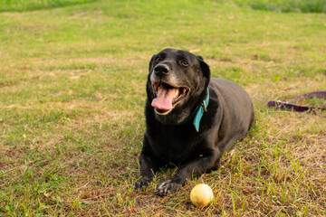 Adorable black labrador retriever sitting on green grass