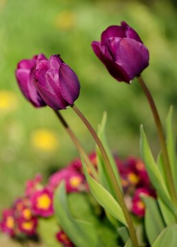 Purple tulips and primroses, spring garden view