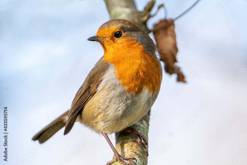 Wall mural Robin redbreast ( Erithacus rubecula) bird a British garden songbird with a red or orange breast often found on Christmas cards