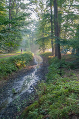 Forest on a early morning with a small river and some sunshine