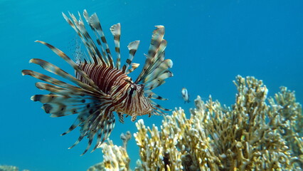 Lion Fish in the Red Sea.