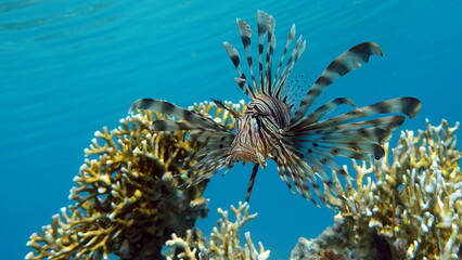 Lion Fish in the Red Sea.