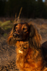 Red long haired dachshund standing near the forest and watching sunset, beautiful small dog portrait in nature