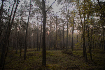 Beautiful shot of a dense forest at sunrise