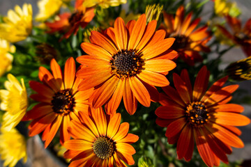 Orange Spanish Daisy (Osteospermum) in the sun and shade with yellow next to it