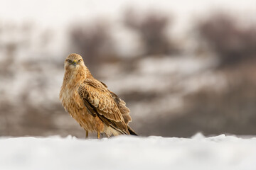 A long-legged buzzard (Buteo rufinus) landed in the snow