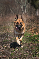 Walk with dog in fresh air in park, active games and movements. German Shepherd dog show breeding...