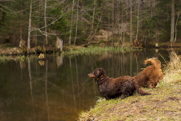 Two dachshuds standing near the lake in forest, small long haired brown dogs outdoors looking ahead, hunting