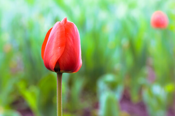 A beautiful red blooming tulip on long stem on a green natural background at spring, summertime. Spring blooming garden, yard. Amazing blossoming flowers on the lawn.