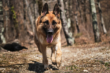 Walk with dog in fresh air in park, active games and movements. German Shepherd dog show breeding happily walks along forest path in fall.