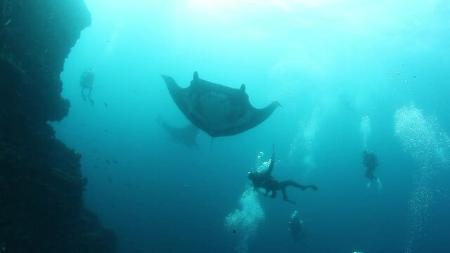 Gigantic Black Oceanic Birostris Manta Ray floating on a background of blue water in search of plankton. Underwater scuba diving. Shots it Mexico Socorro.