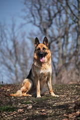 Walk with shepherd in the forest. Dog sits on path in autumn park against clear blue sky. German Shepherd of breeding show smiles wide smile with its tongue sticking out.