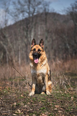 Walk with dog in fresh air. Portrait of a red haired black shepherd in nature. German Shepherd smiles big smile with its tongue sticking out and sits in woods on path.