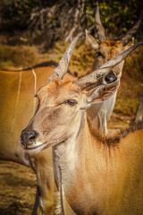 Antelope Head