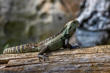 Eastern Water Lizard