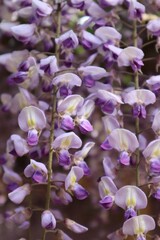 日本の美しい藤の花のクローズアップ