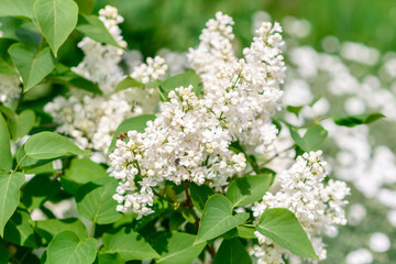 Beautiful bush of blossoming lilac in the garden. Summer background