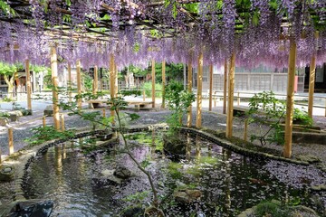 Fototapeta premium 日本の観光地の美しい藤の花