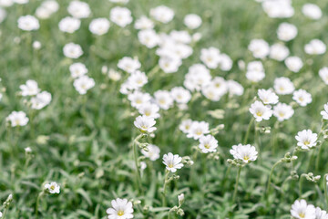 Beautiful white flowers against the background of green plants. Summer background