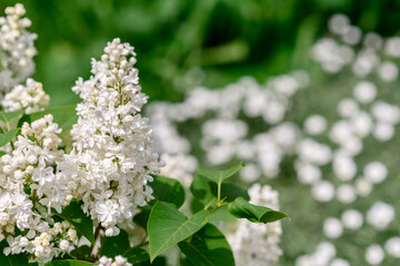 Beautiful white flowers against the background of green plants. Summer background