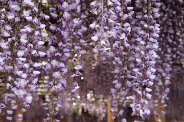 日本の美しい藤の花のクローズアップ