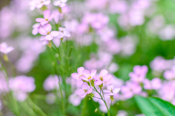 Beautiful pink flowers against the background of green plants. Summer background. Soft focus