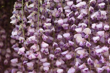 日本の美しい藤の花のクローズアップ