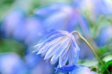Beautiful blue flowers against the background of green plants. Summer background