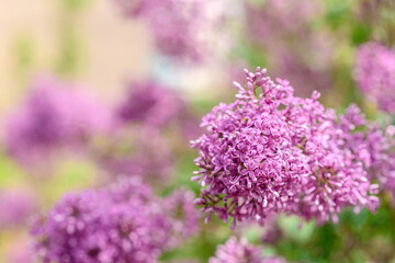 Beautiful bush of blossoming lilac in the garden. Summer background