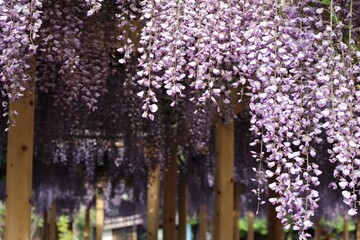 Obraz premium 日本の美しい藤の花のクローズアップ