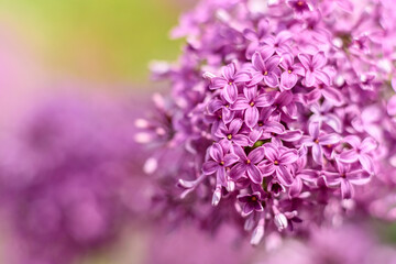 Beautiful bush of blossoming lilac in the garden. Summer background